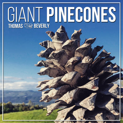SD16 Giant Pinecones
