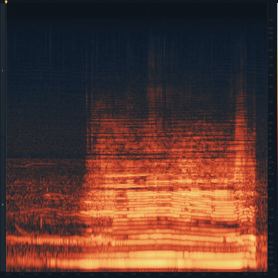 SD41 Humpback Whales