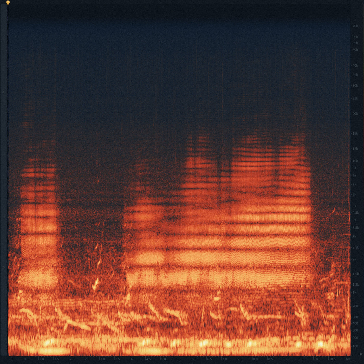 SD41 Humpback Whales