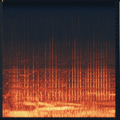 SD41 Humpback Whales