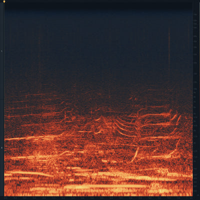 SD41 Humpback Whales