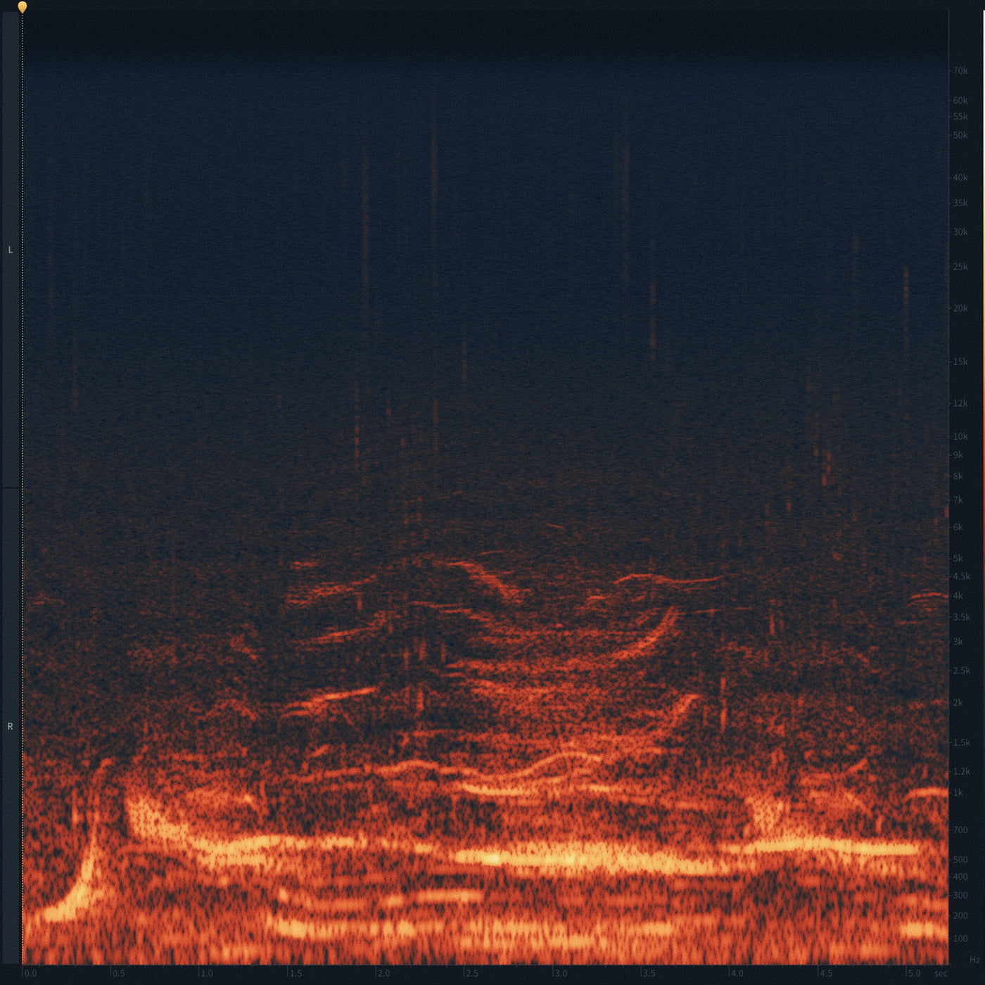 SD41 Humpback Whales