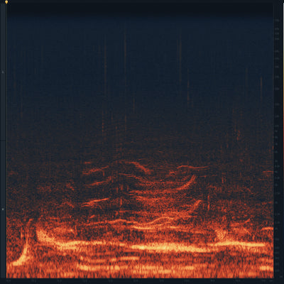 SD41 Humpback Whales