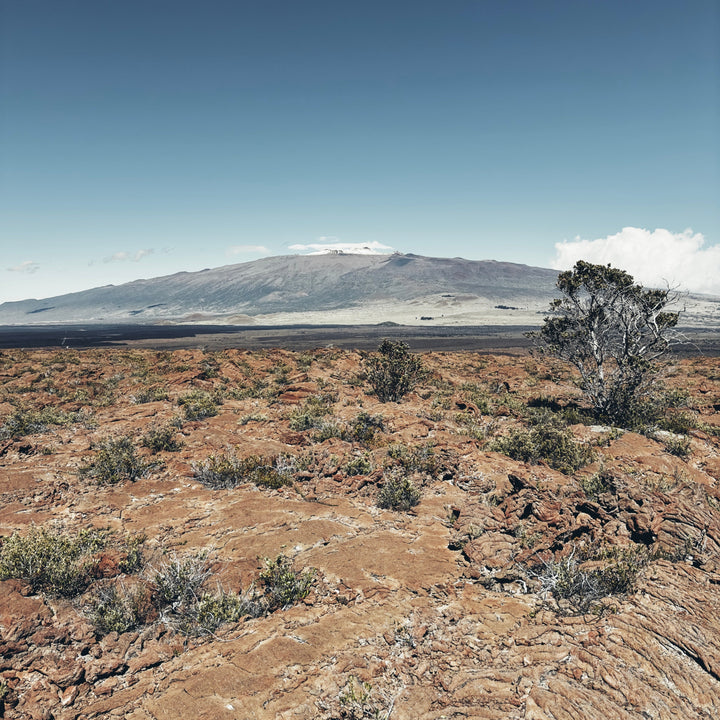 AMB96 Hawaii: Wind – Thomas Rex Beverly Audio