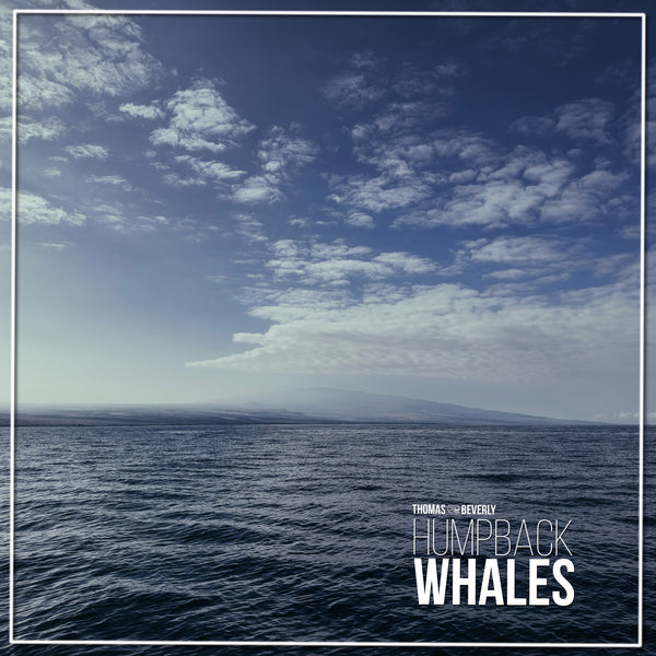 SD41 Humpback Whales