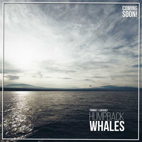 SD41 Humpback Whales