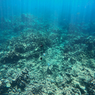 AMB94 Hawaii: Coral Reefs