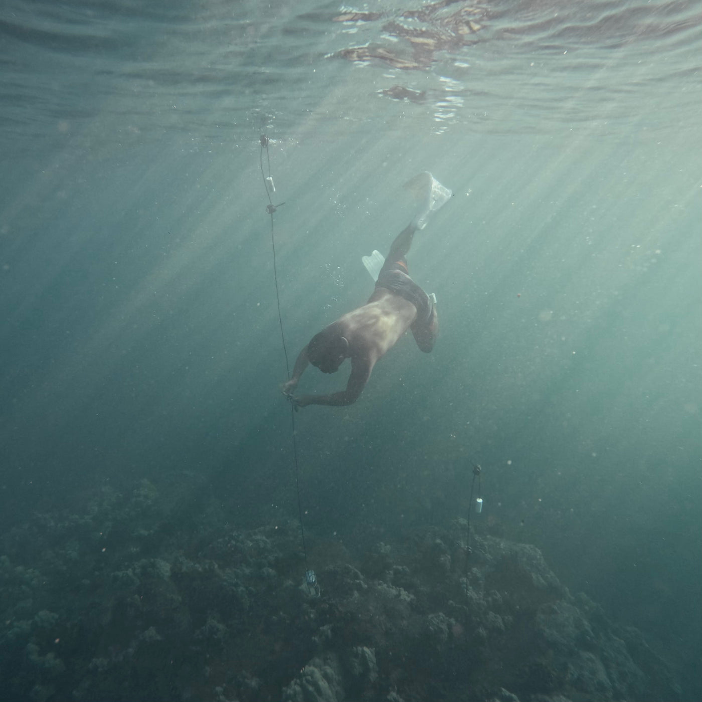 AMB94 Hawaii: Coral Reefs