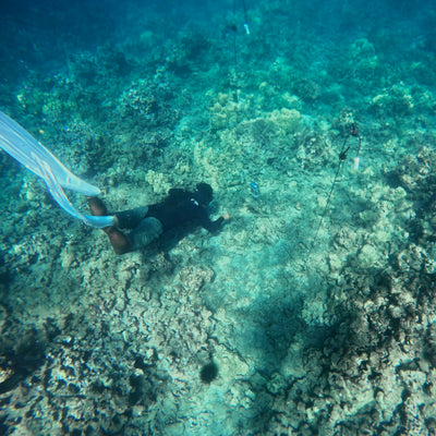 AMB94 Hawaii: Coral Reefs