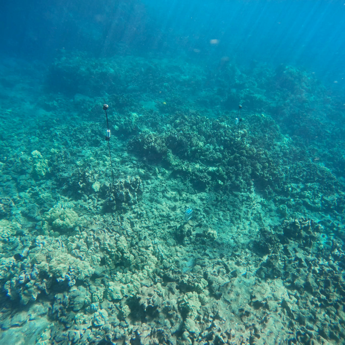 AMB94 Hawaii: Coral Reefs
