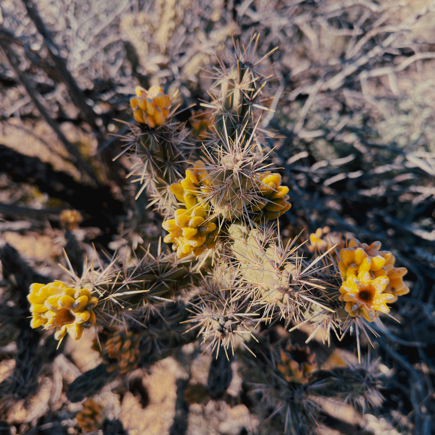 AMB84 New Mexico: Quiet Nature