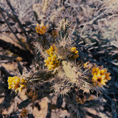 AMB84 New Mexico: Quiet Nature