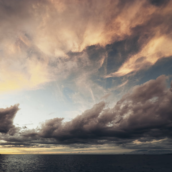 SD41 Humpback Whales