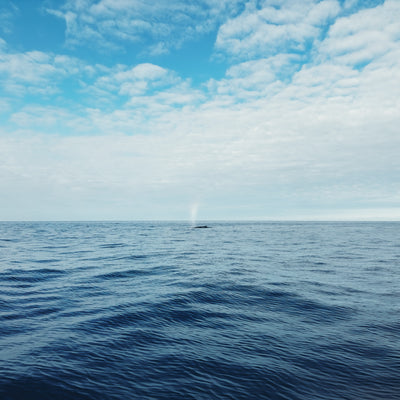 AMB94 Hawaii: Coral Reefs