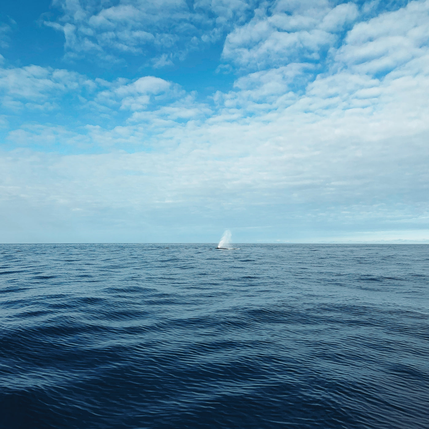 AMB95 Hawaii: Humpback Whales