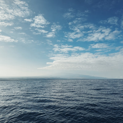 AMB95 Hawaii: Humpback Whales