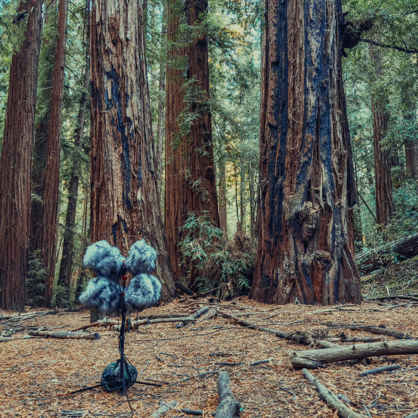 AMB91 Redwoods: Active Nature
