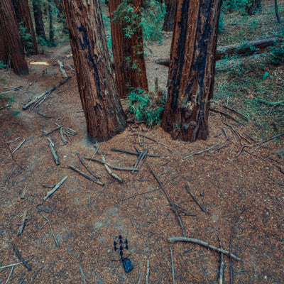 AMB91 Redwoods: Active Nature