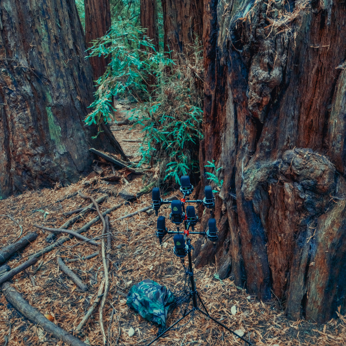 AMB91 Redwoods: Active Nature