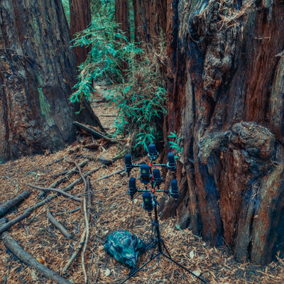 AMB91 Redwoods: Active Nature