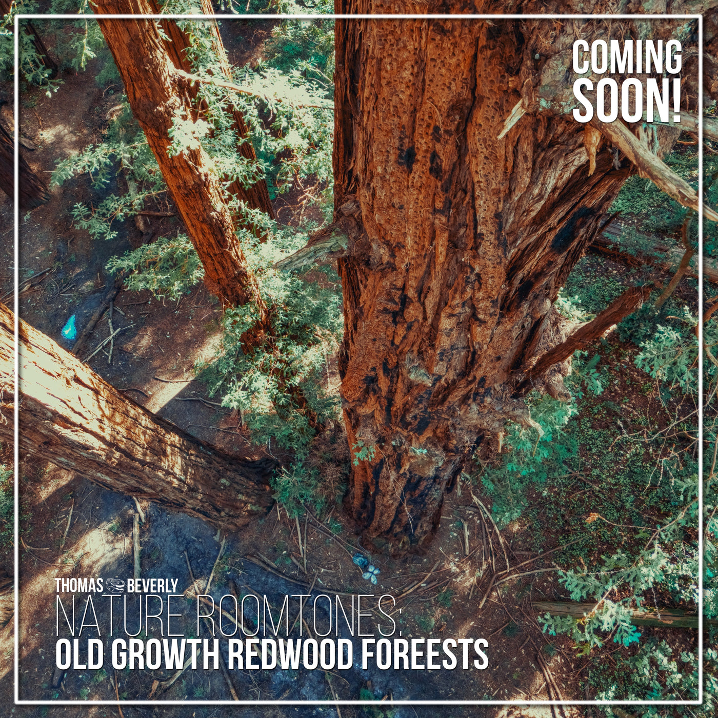 AMB92 Nature Roomtones: Old Growth Redwood Forests