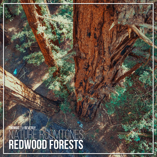 AMB87 Nature Roomtones: Redwood Forests