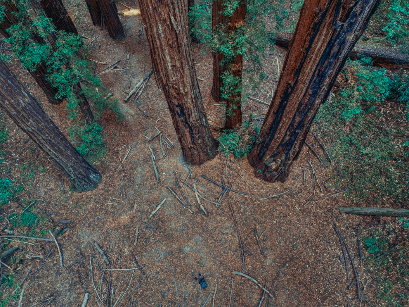 AMB92 Redwoods: Quiet Nature