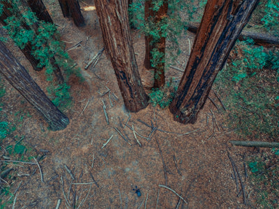 AMB92 Redwoods: Quiet Nature