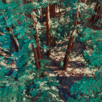 AMB87 Nature Roomtones: Redwood Forests