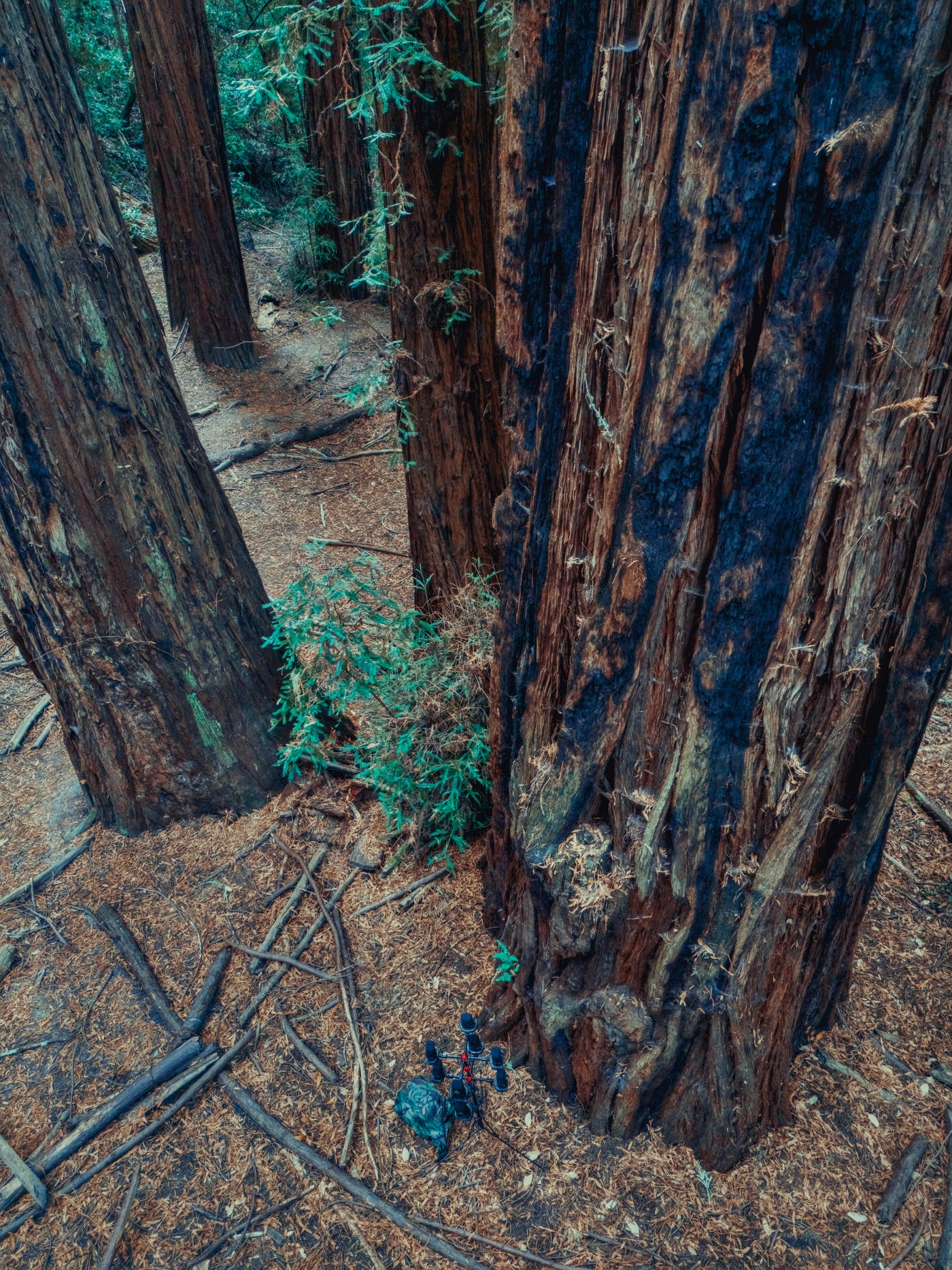 AMB92 Redwoods: Quiet Nature
