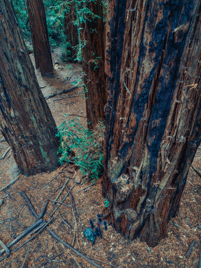 AMB92 Redwoods: Quiet Nature