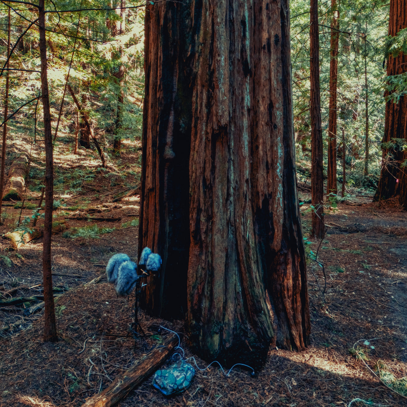 AMB87 Nature Roomtones: Redwood Forests