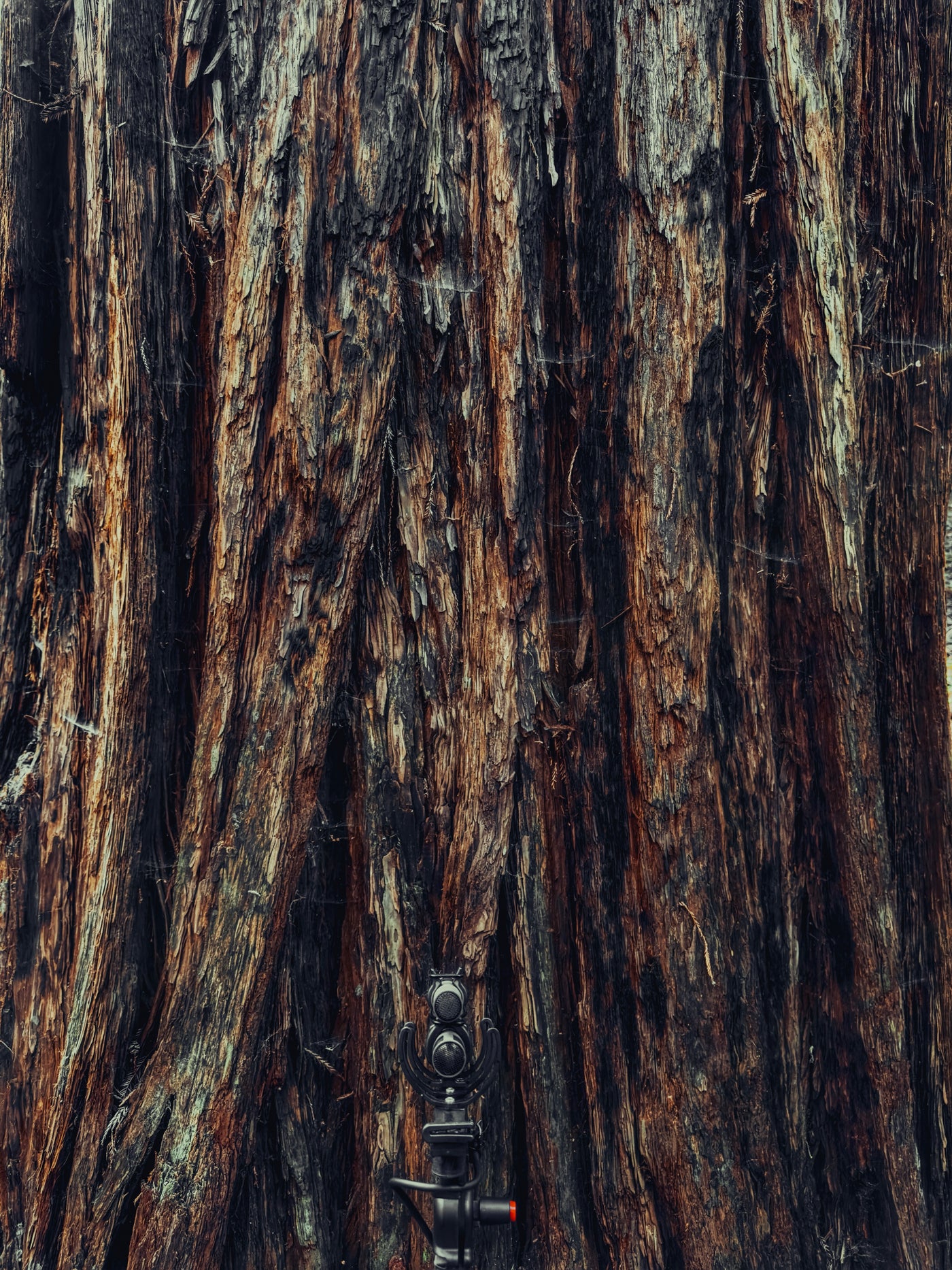 AMB92 Redwoods: Quiet Nature