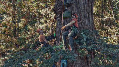 AMB92 Redwoods: Quiet Nature