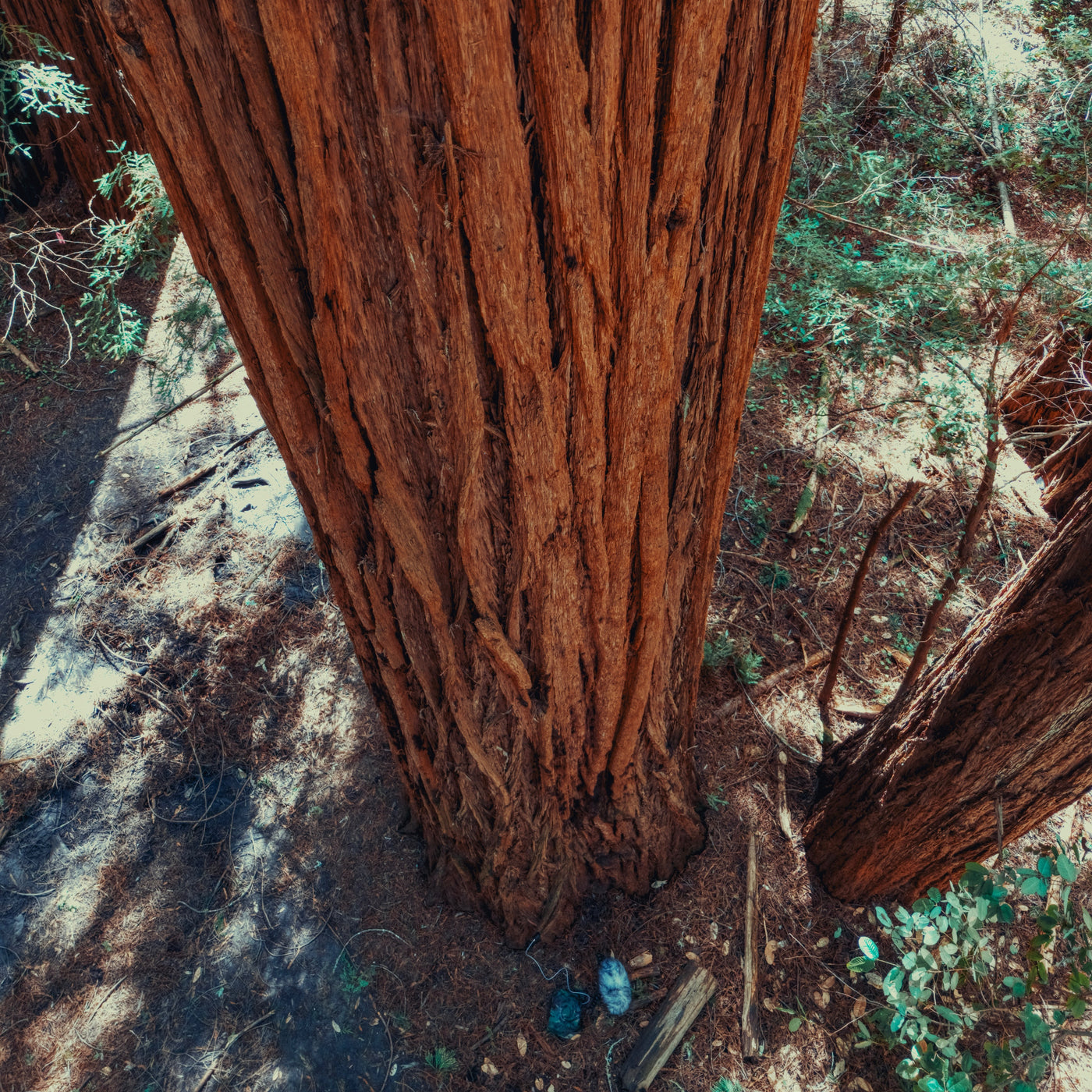 AMB87 Nature Roomtones: Redwood Forests