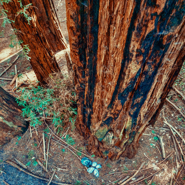 AMB87 Nature Roomtones: Redwood Forests