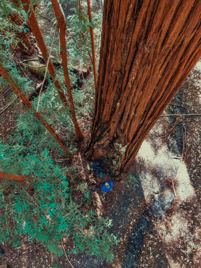 AMB92 Redwoods: Quiet Nature