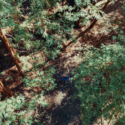 AMB87 Nature Roomtones: Redwood Forests