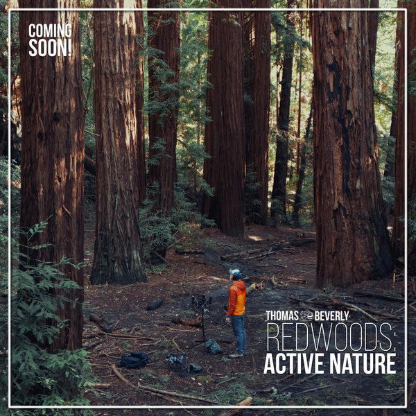 AMB91 Redwoods: Active Nature