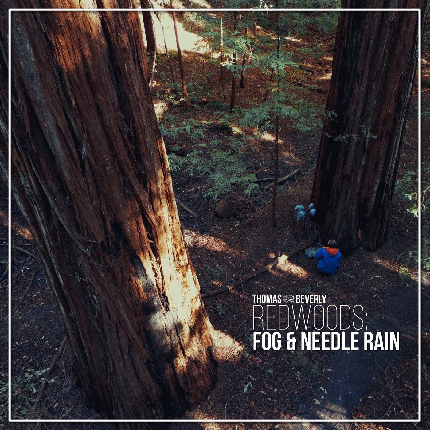 AMB86 Redwoods: Fog and Needle Rain