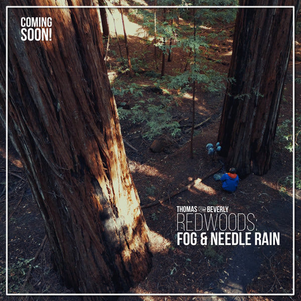 AMB87 Redwoods: Fog and Needle Rain