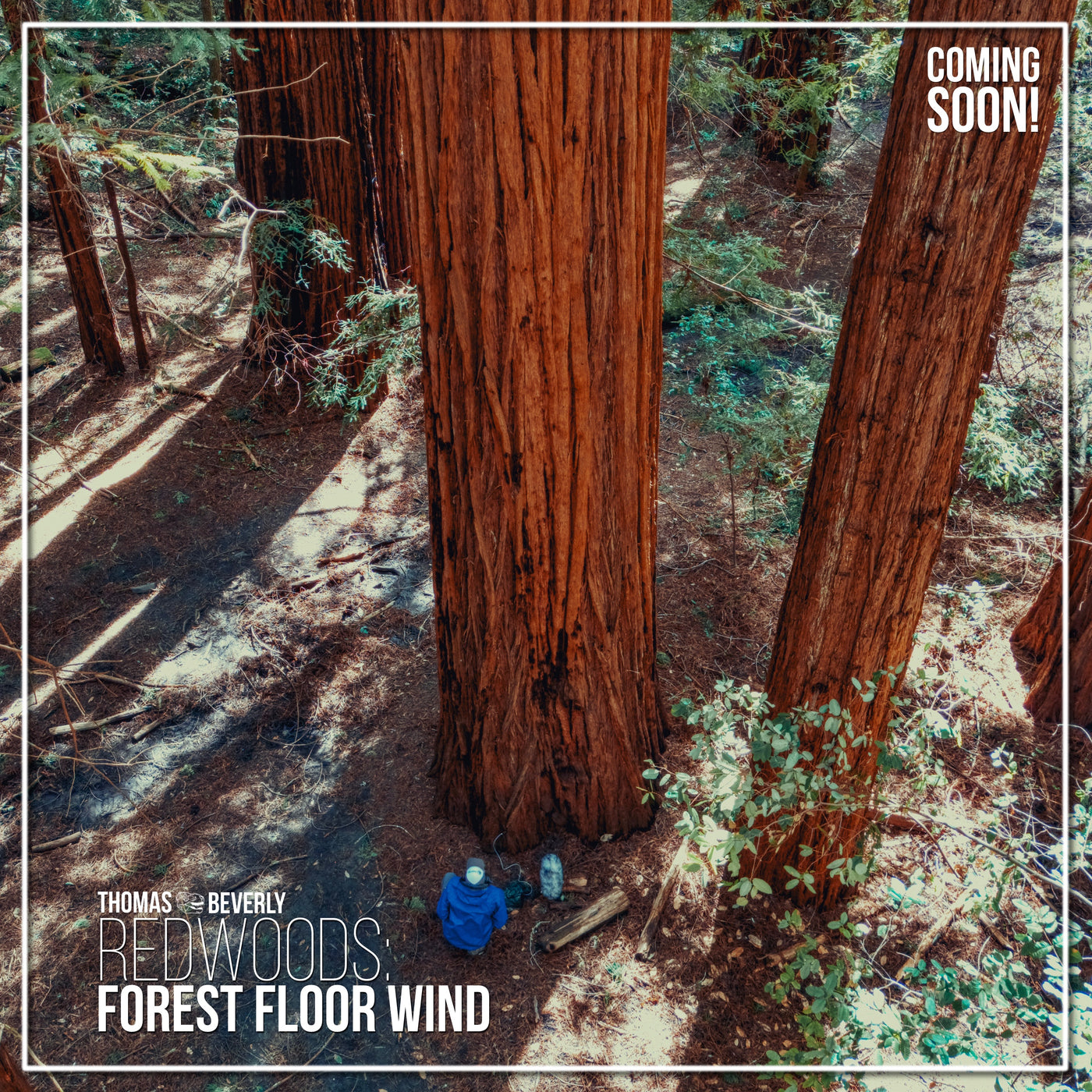 AMB89 Redwoods: Forest Floor Wind