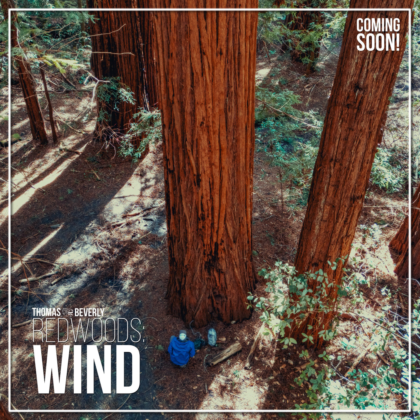 AMB89 Redwoods: Wind