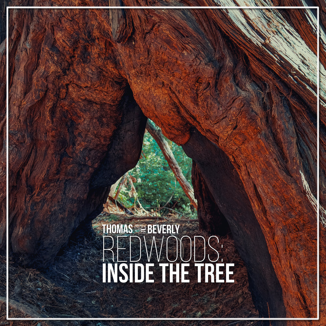 AMB88 Redwoods: Inside the Tree – Thomas Rex Beverly Audio