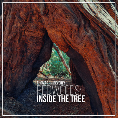 AMB88 Redwoods: Inside the Tree