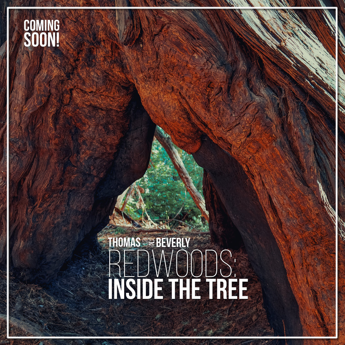 AMB91 Redwoods: Inside the Tree