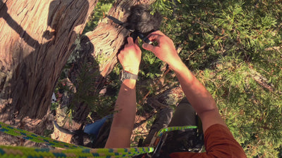 AMB91 Redwoods: Active Nature