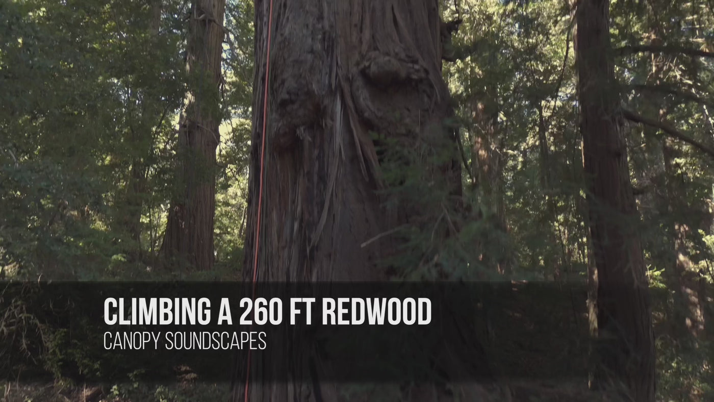 AMB91 Redwoods: Active Nature