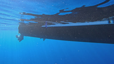 AMB95 Hawaii: Humpback Whales