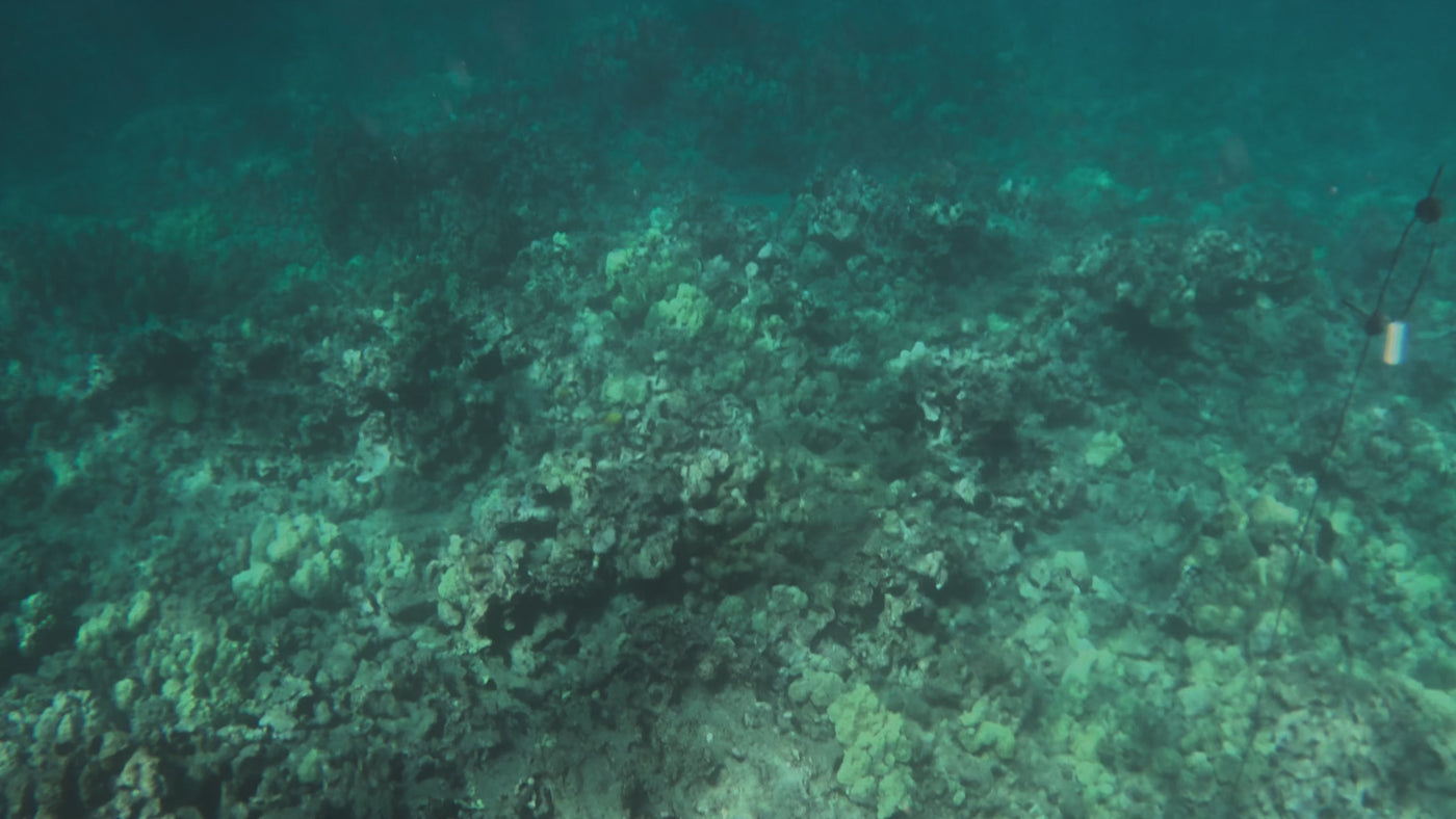 AMB94 Hawaii: Coral Reefs